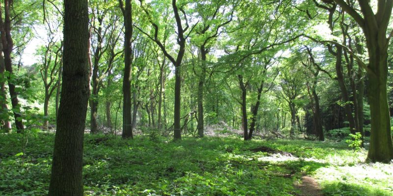 Broich-Speldorfer Wald