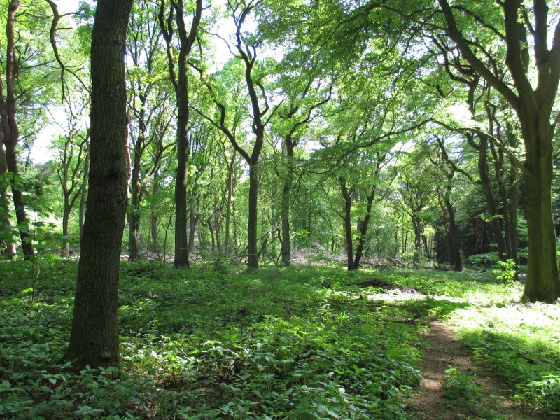 Broich-Speldorfer Wald
