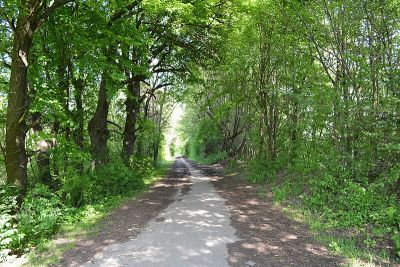 Allacher Forst (Nordwest 1)