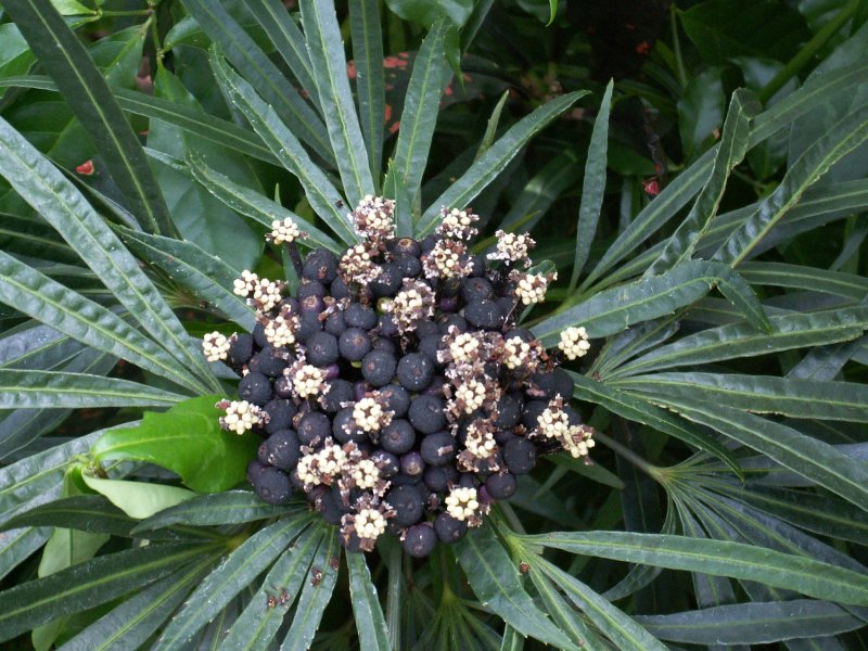 Hortus Conclusus