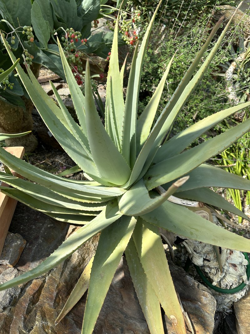 Mexikohaus
