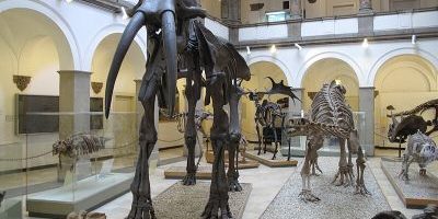 Paläontologisches Museum