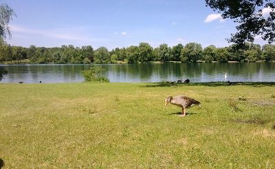 Schwarzhölzl mit Würmkanal und Feldmochinger See