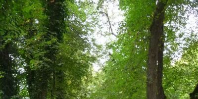 Waldfriedhof, Schloss Fürstenried und Sendlinger Wald