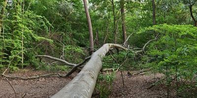 Waldrest an der Siemensallee