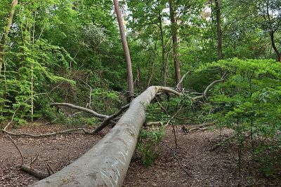 Waldrest an der Siemensallee