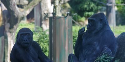 Allwetterzoo Münster (West 2)