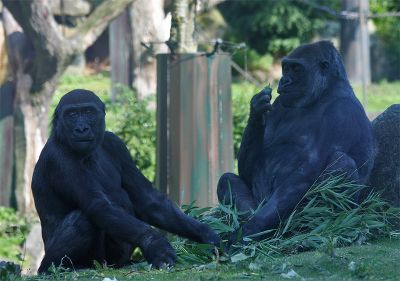 Allwetterzoo Münster (West 2)