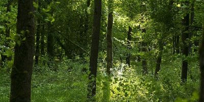Gelmerheide