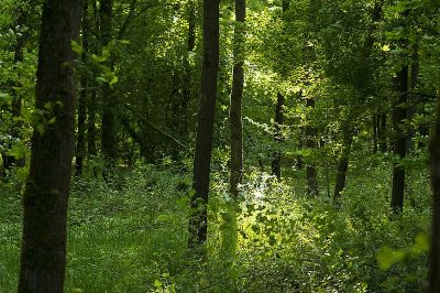 Gelmerheide