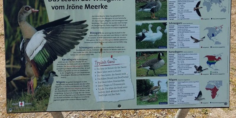 Jröne Meerke