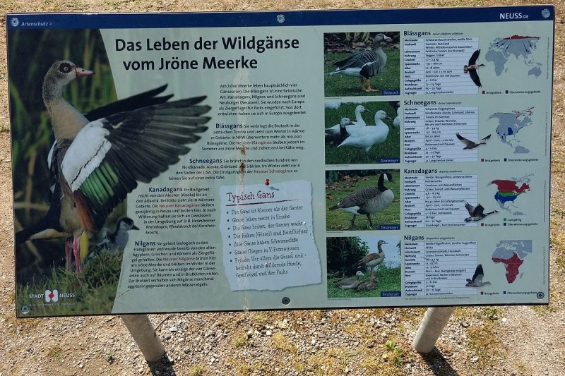 Jröne Meerke