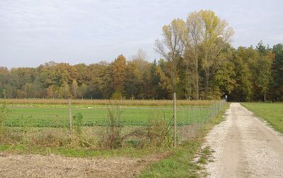 Kraftshofer Forst