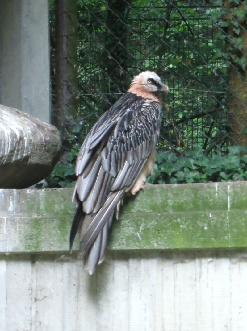 Riesenseeadler