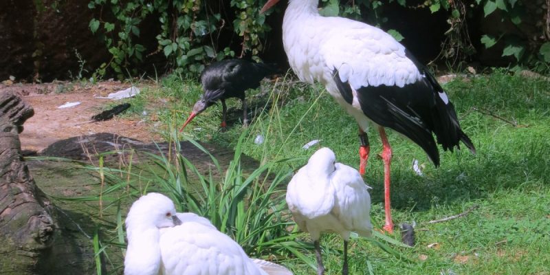 Northern Bald Ibis Aviary