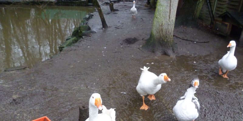 Waldzoo Offenbach