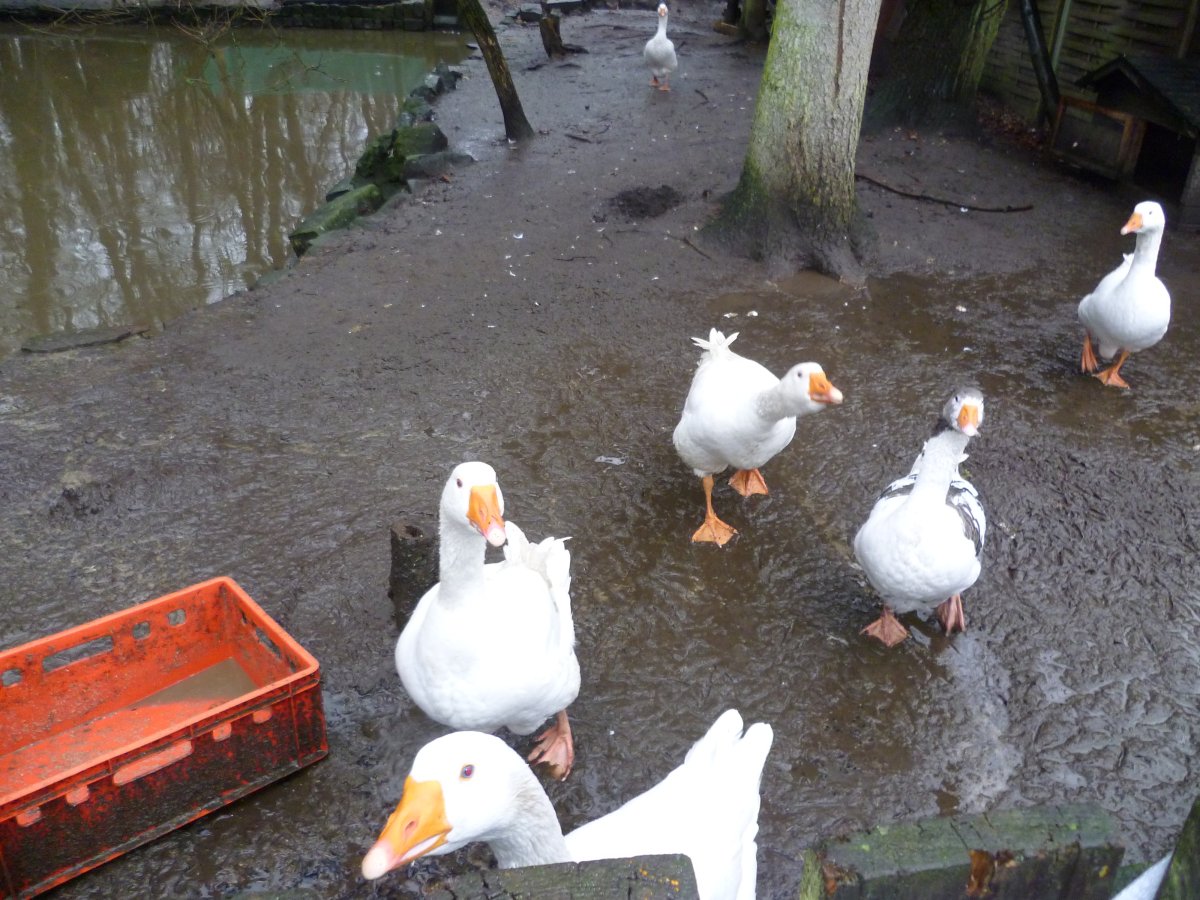 Waldzoo Offenbach