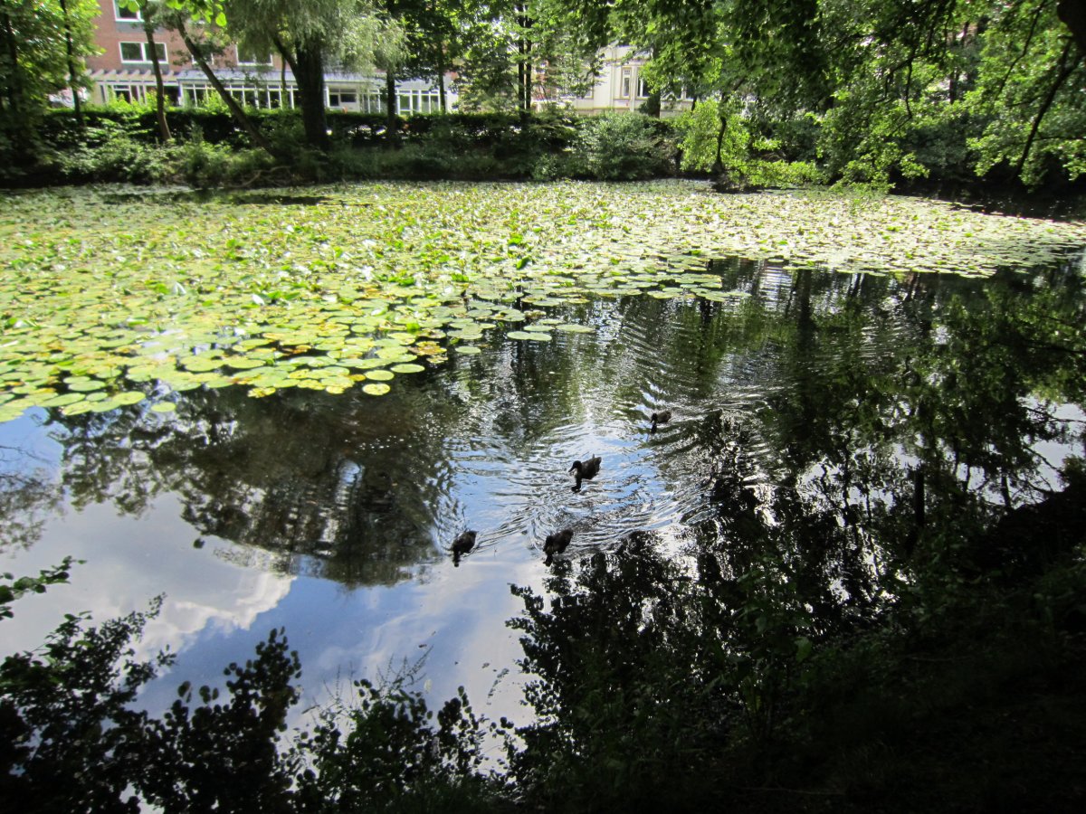 Eversten Holz