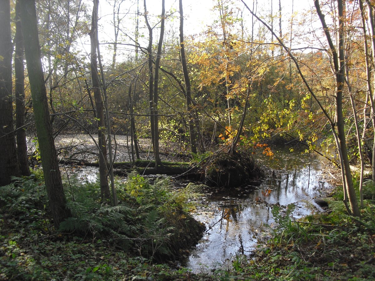 Apels Teich
