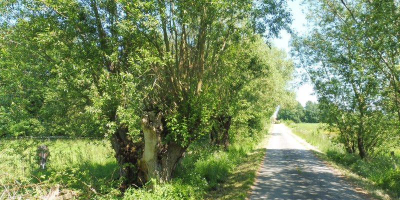 Elser Holz - Rottberg