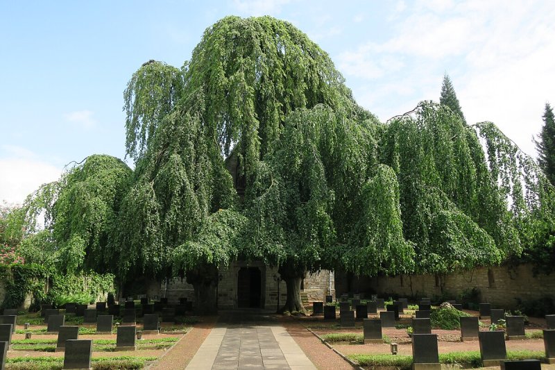 Kirchen in Paderborn — Spaziergang II