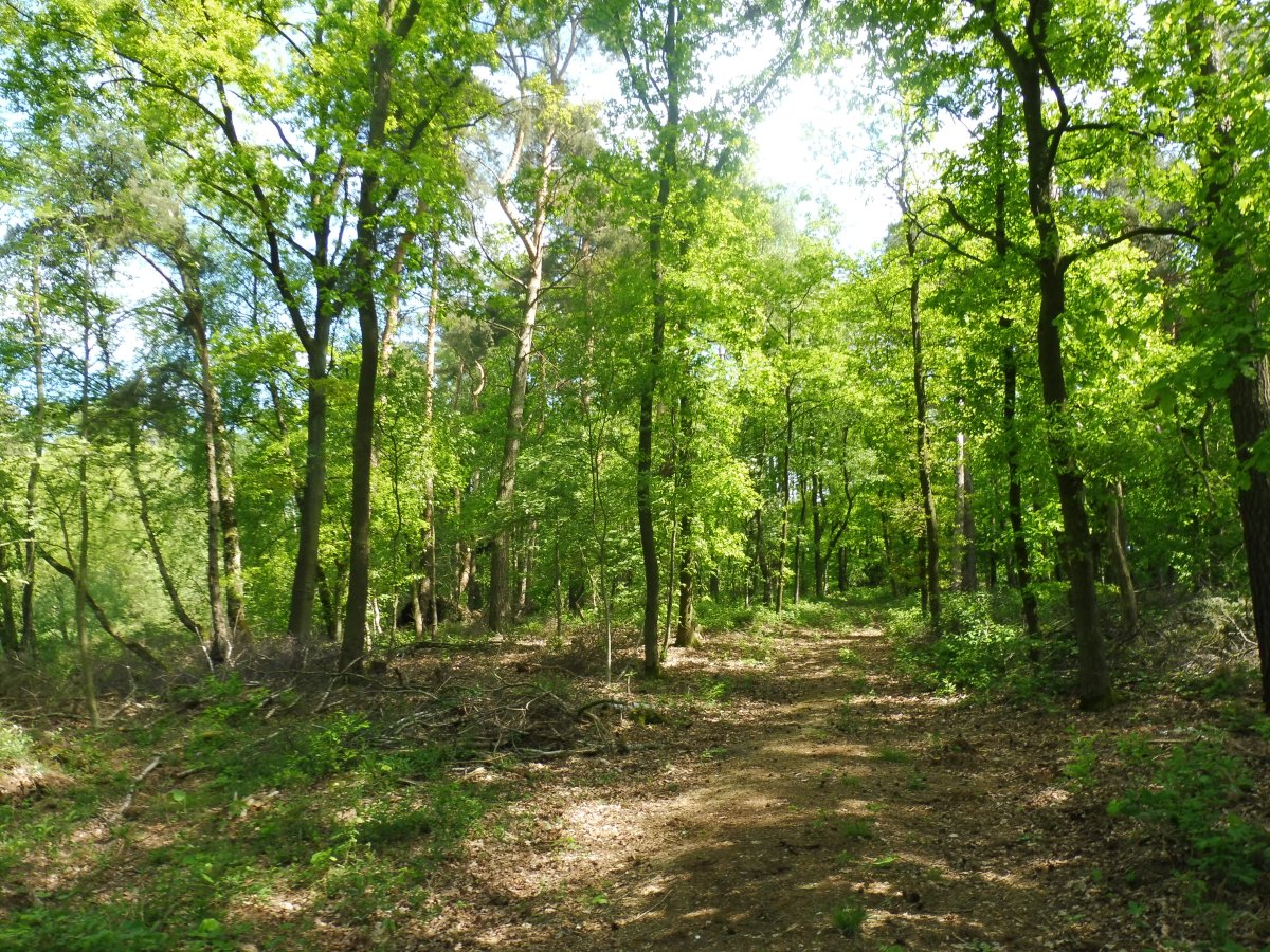 Langenbergteich