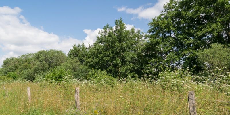 Lippeniederung bei Sande