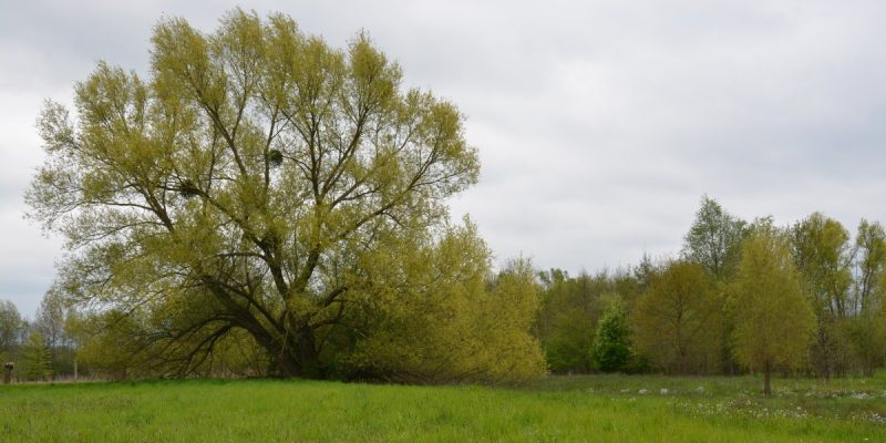 Lothewiesen