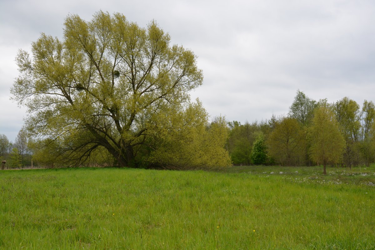 Lothewiesen