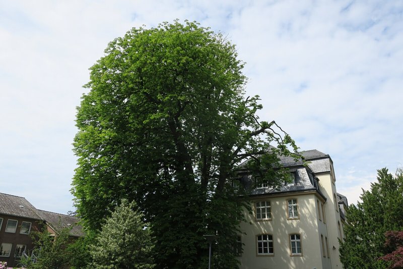 Mutter Pauline von Mallinckrodt
