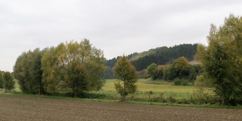 Tollwiese