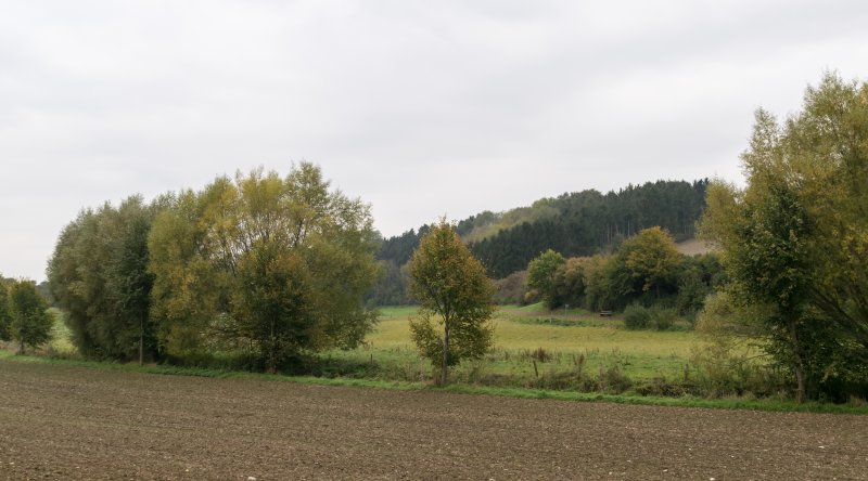 Tollwiese