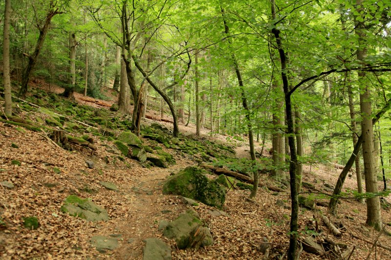Klebwald