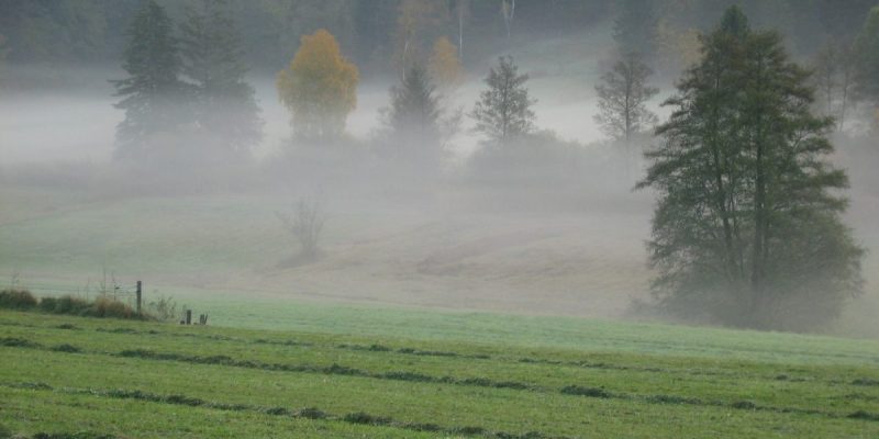 Kemmerlanger Moos