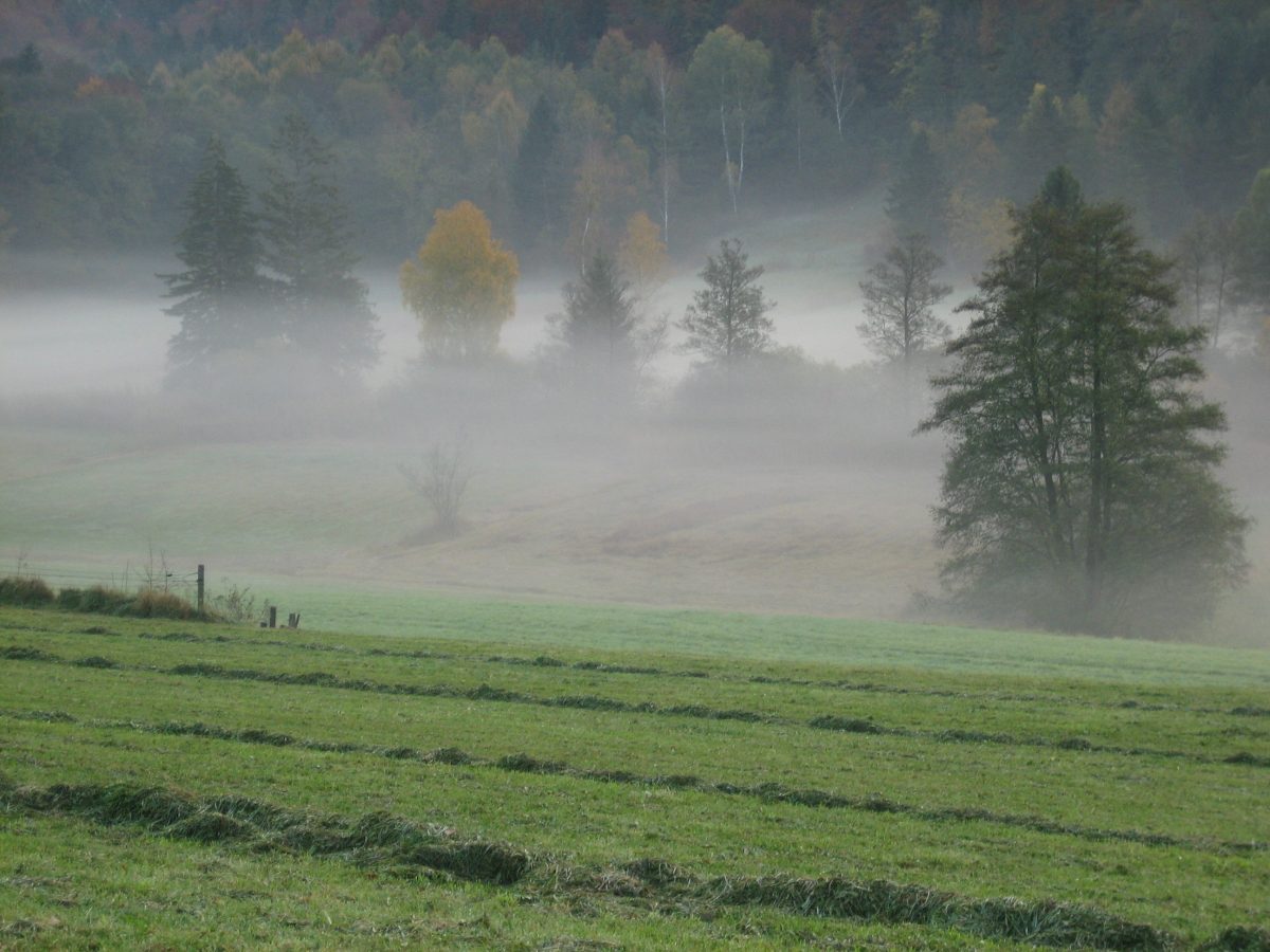 Kemmerlanger Moos