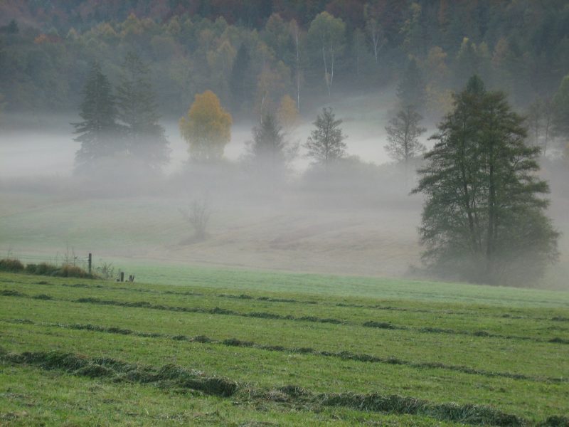 Kemmerlanger Moos