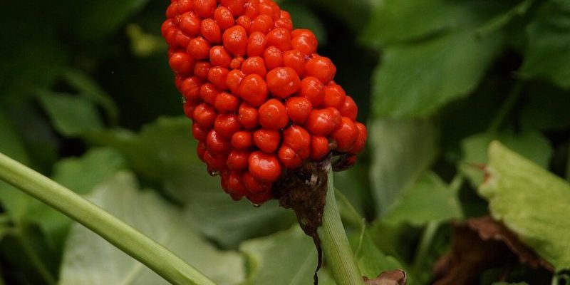 Botanical Garden