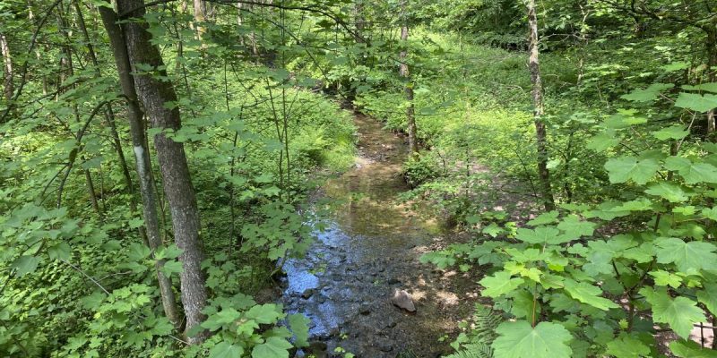 Erlenbruchwald Beek am Grenzwall und Stöcker Bach