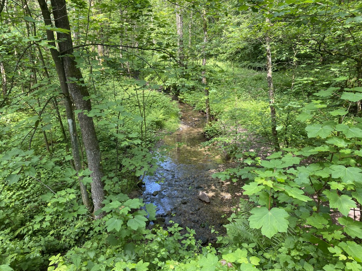 Erlenbruchwald Beek am Grenzwall und Stöcker Bach