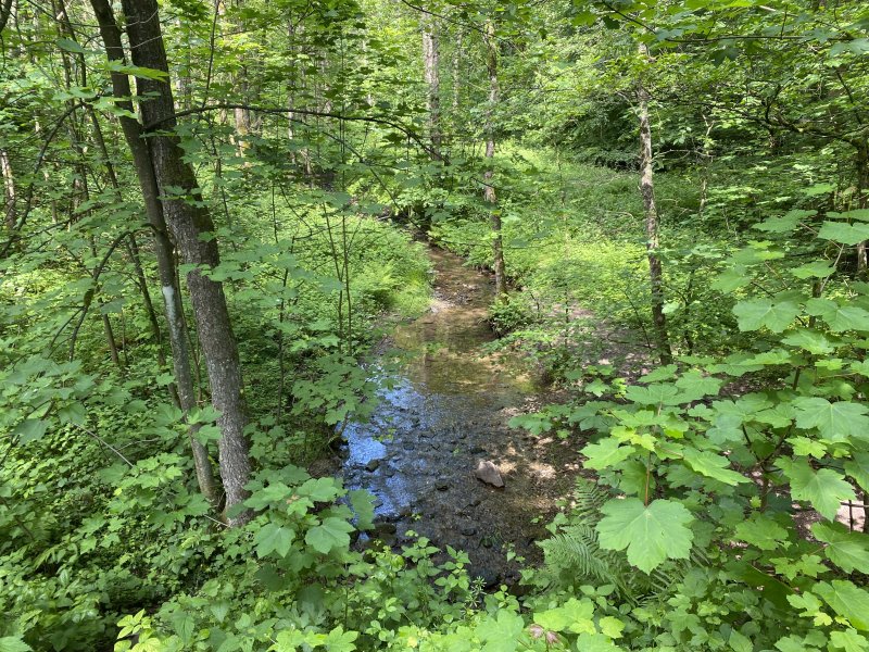 Erlenbruchwald Beek am Grenzwall und Stöcker Bach