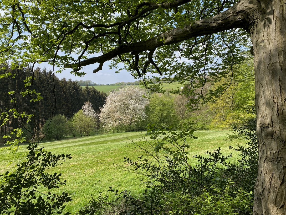Farrenbracker Bachtal