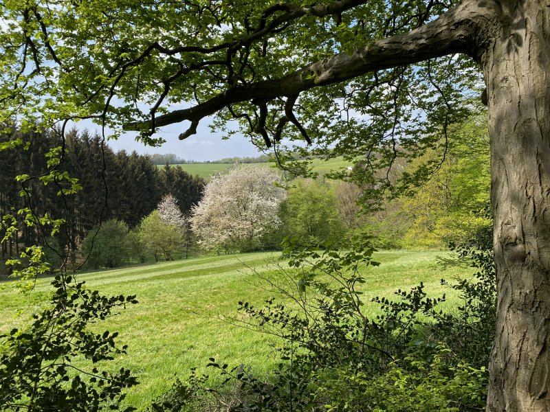 Farrenbracker Bachtal