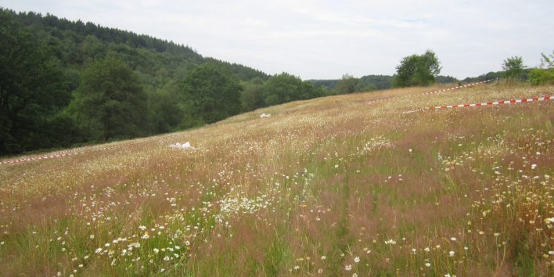 Feldbachtal