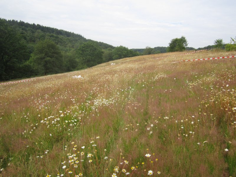 Feldbachtal