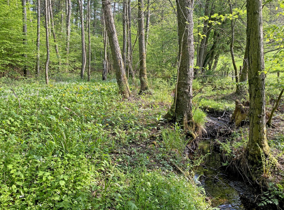 Tenter Bach und Bökerbach