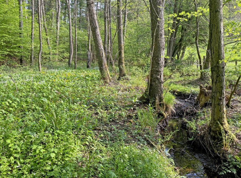 Tenter Bach und Bökerbach