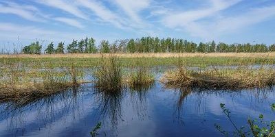Rostocker Heide