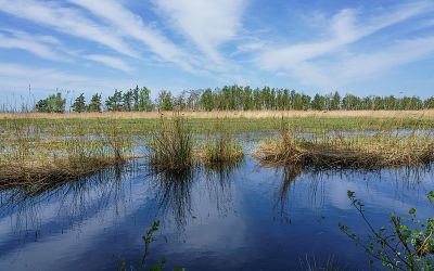 Rostocker Heide