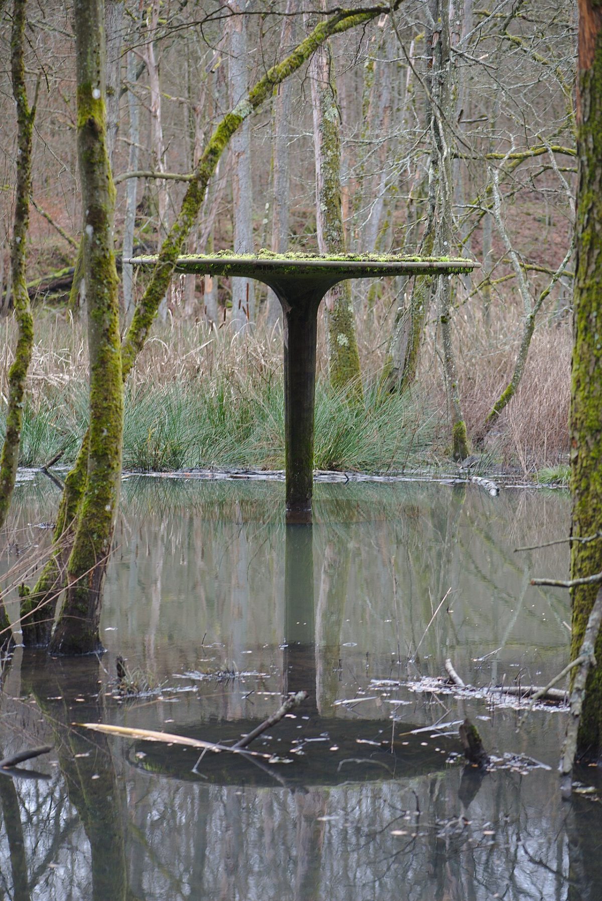 Badepilz
