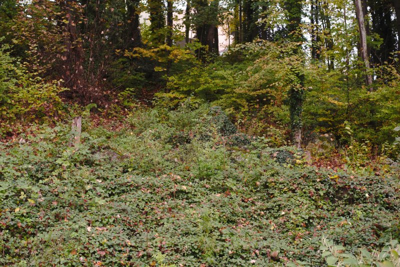 Ehemaliger Storchenweiher